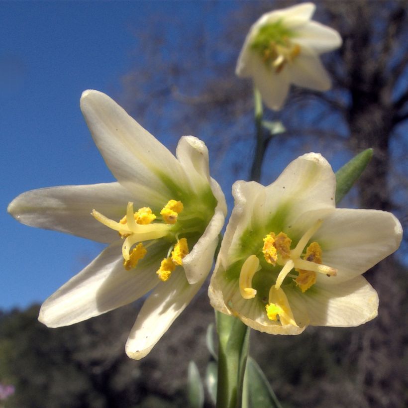 Fritillaria liliacea (Flowering)