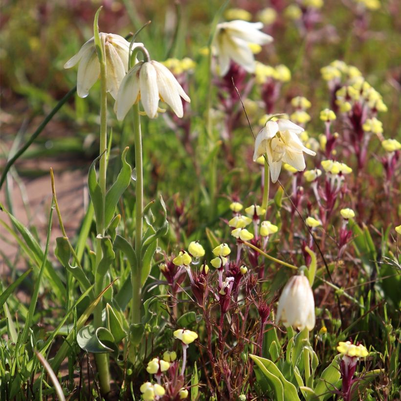 Fritillaria liliacea (Plant habit)