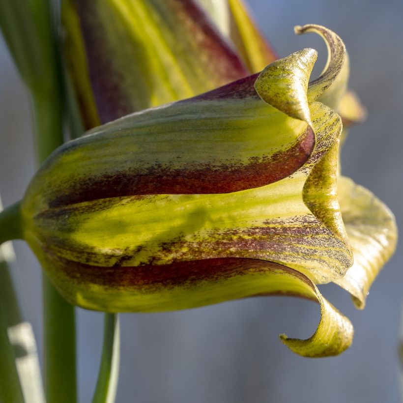 Fritillaria olivieri (Flowering)