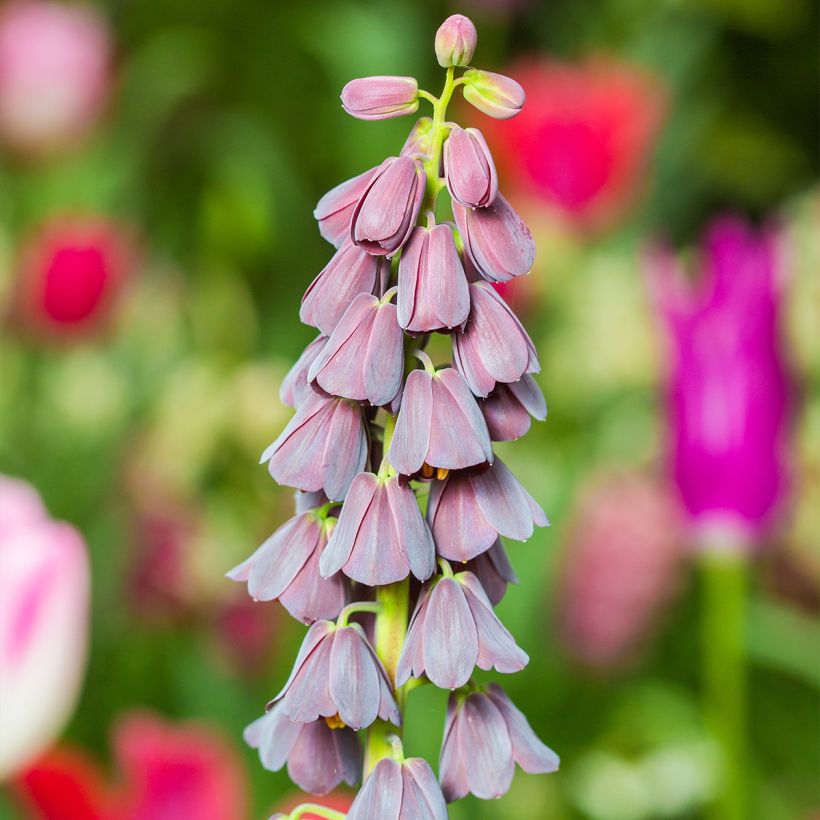 Persische Kaiserkrone - Fritillaria persica (Flowering)