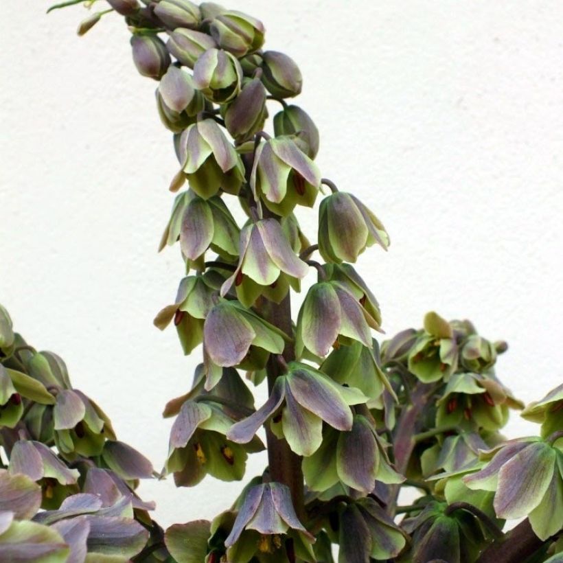 Persische Kaiserkrone Green Dreams - Fritillaria persica (Flowering)
