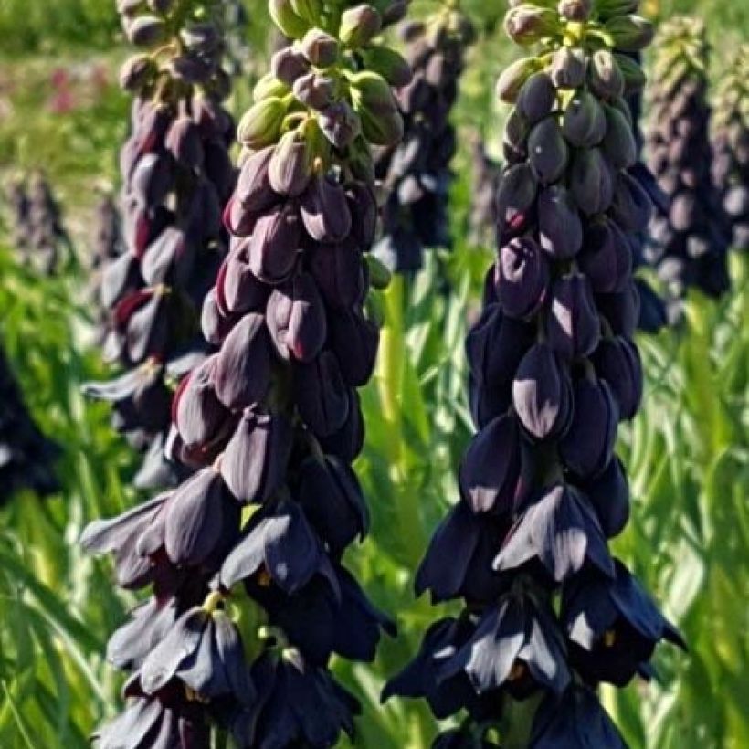 Persische Kaiserkrone Twintowers Tribute - Fritillaria persica (Flowering)