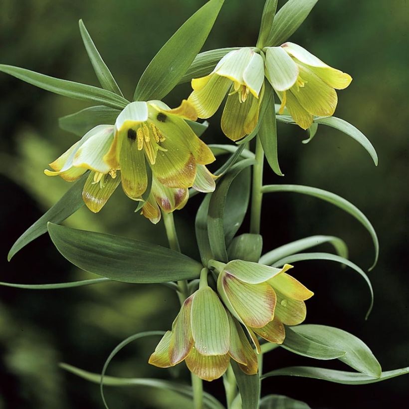 Fritillaria pontica (Flowering)