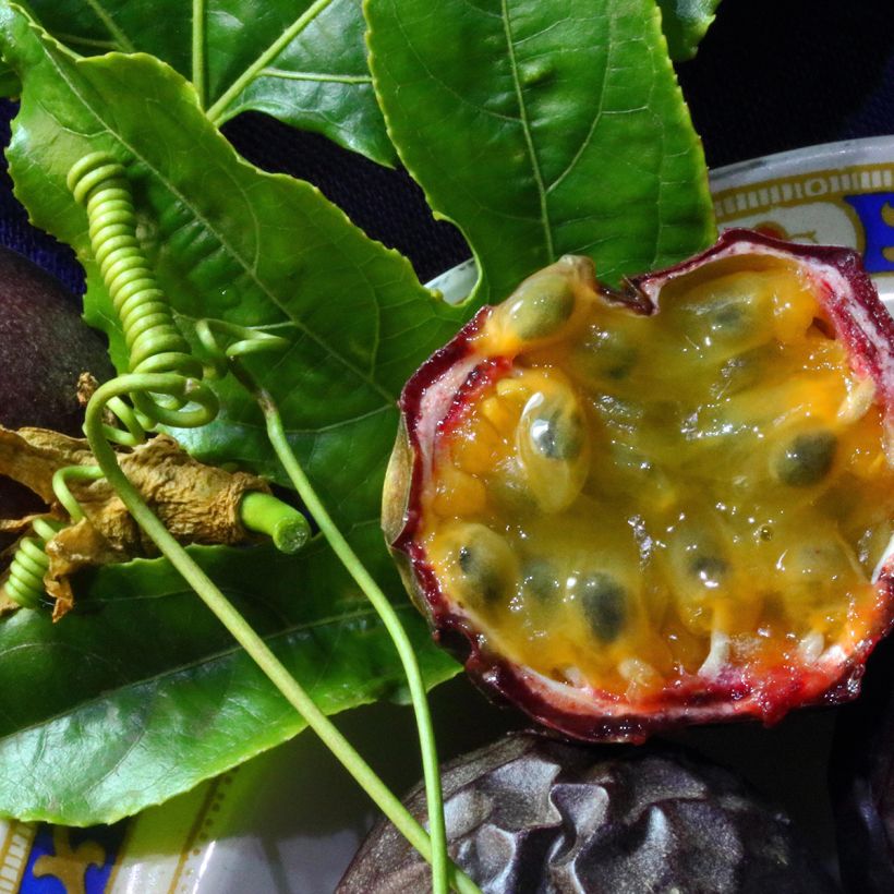 Maracuja - Passiflora edulis (Harvest)