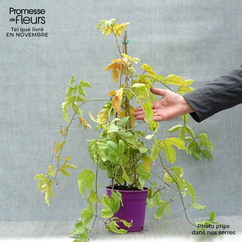 Example of Maracuja - Passiflora edulis Topf mit 1,5L/2L as you get in automne