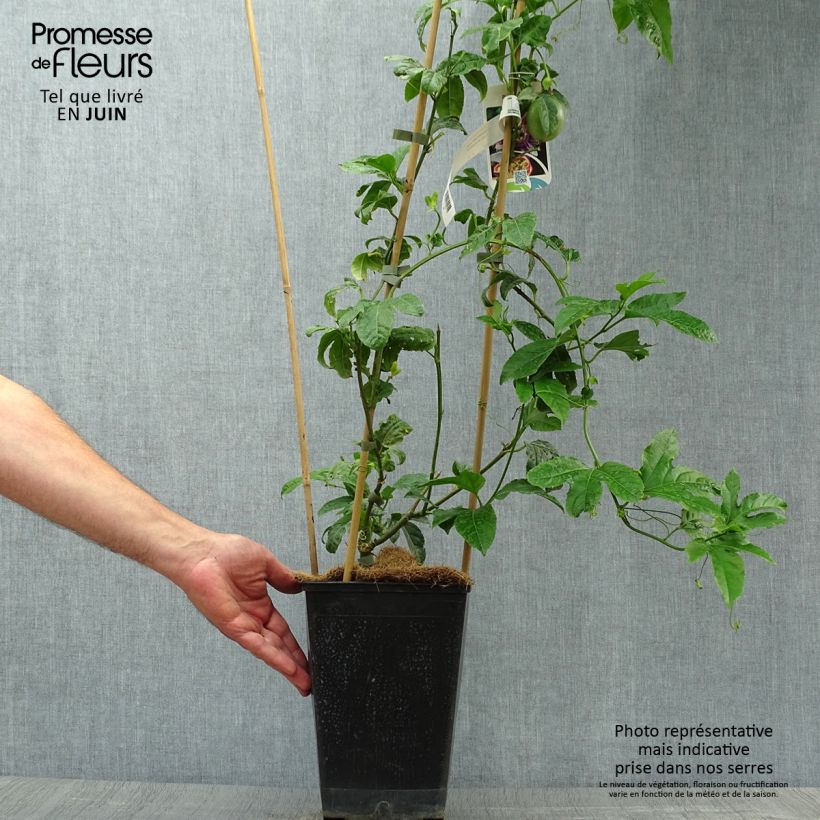 Example of Maracuja - Passiflora edulis Topf mit 3L/4L as you get in ete