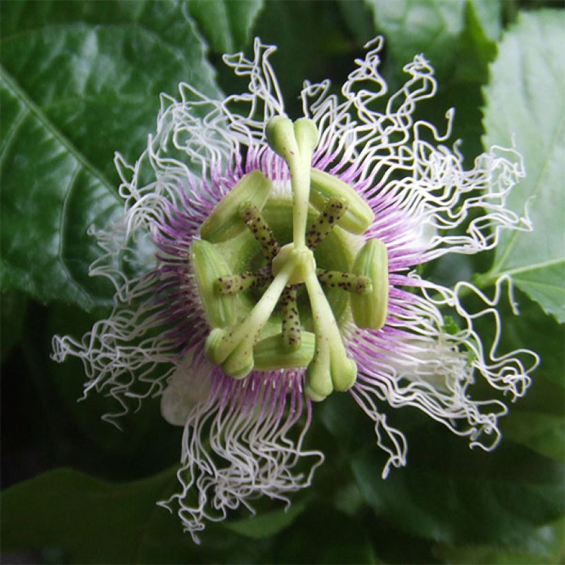 Maracuja - Passiflora edulis (Flowering)