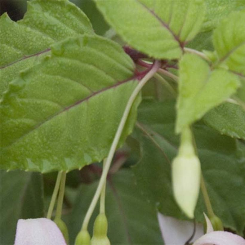 Fuchsia Annabel (Foliage)