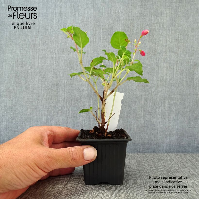 Example of Fuchsia Beacon rosa Kleine Töpfe von 8/9 cm as you get in ete