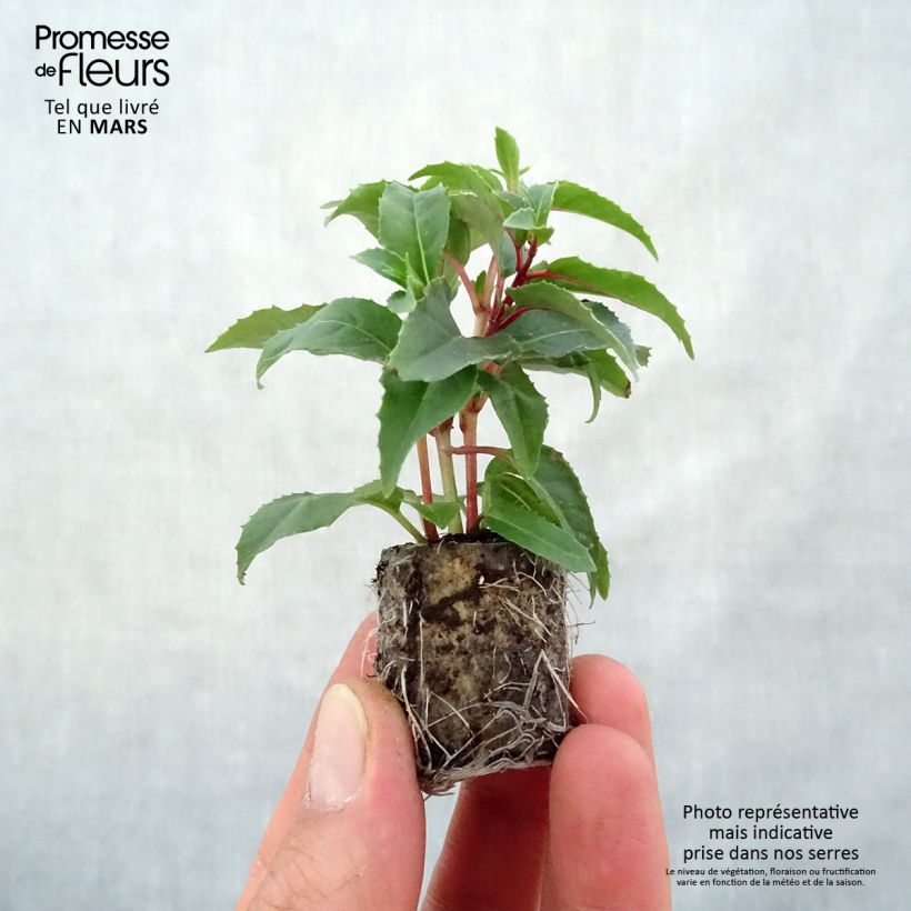 Example of Fuchsia Bella Mariska Mini-Plug Ø 3/4 cm as you get in printemps
