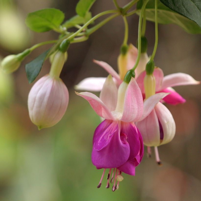Fuchsia Fuchsia Bella Rosella (Flowering)