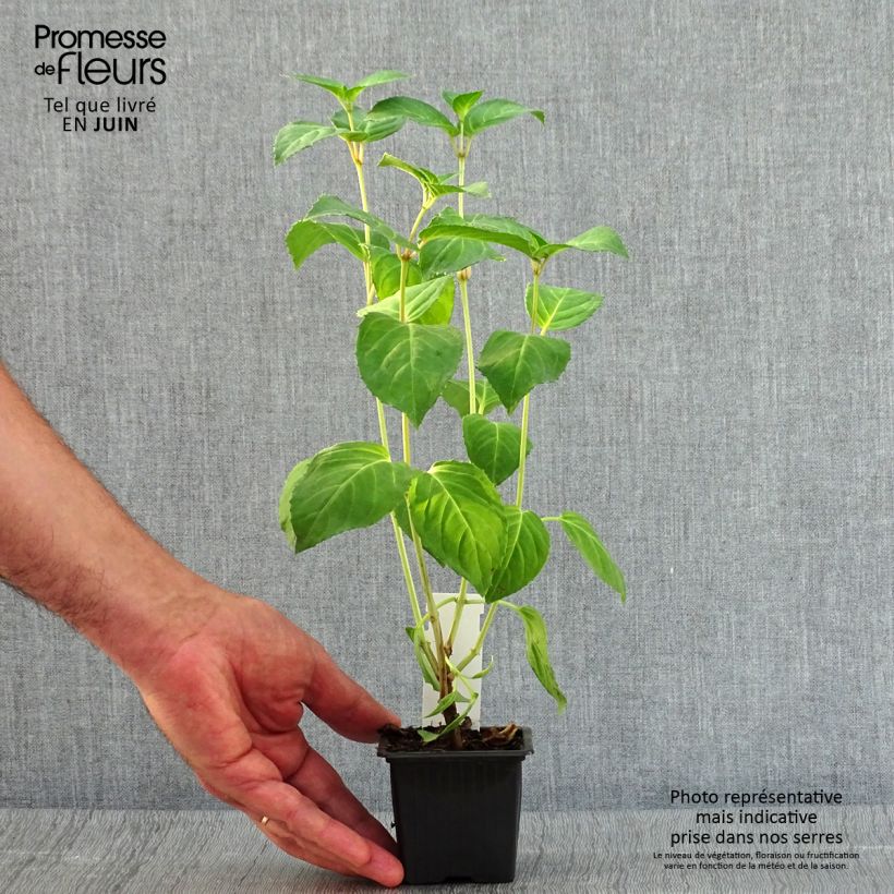 Example of Fuchsia Celia Smedley Kleine Töpfe von 8/9 cm as you get in ete
