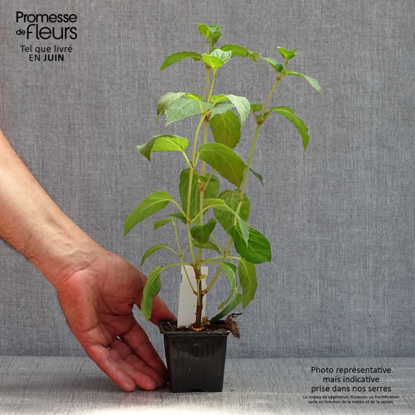 Exemplar von Fuchsia Celia Smedley Kleine Töpfe von 8/9 cm wie im Frühjahr geliefert