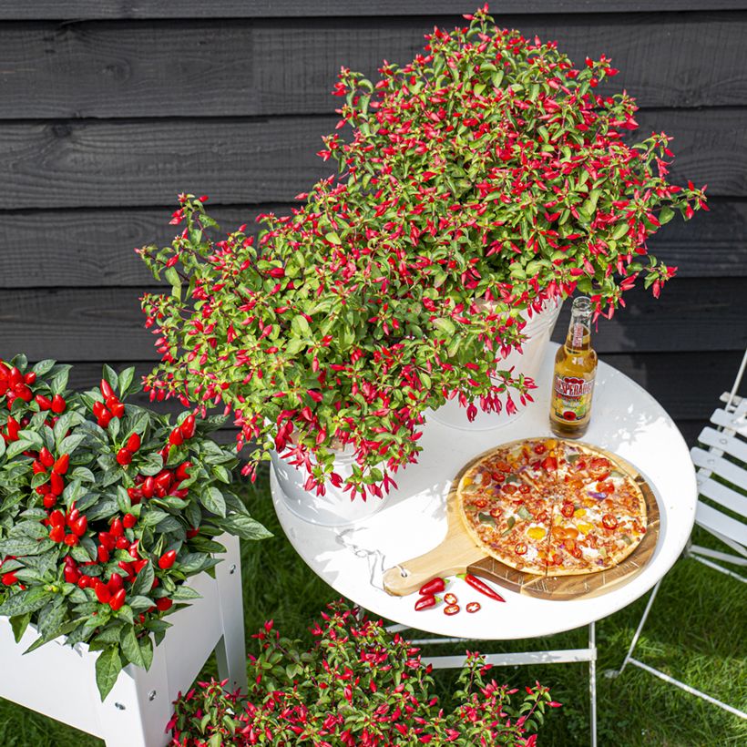 Fuchsia Chilli Red (Plant habit)