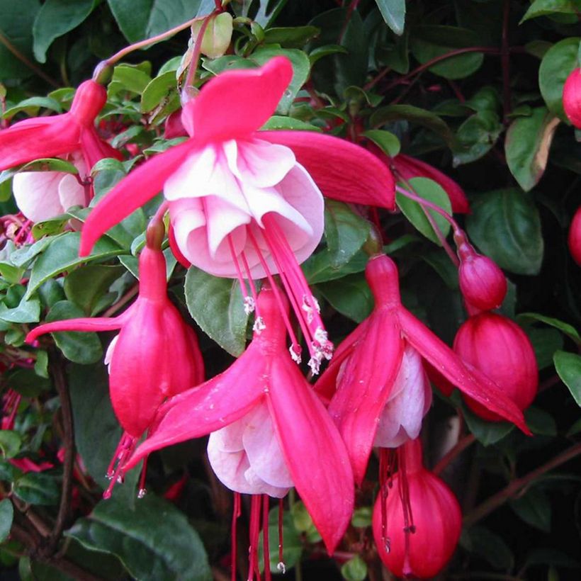 Fuchsia Connie (Flowering)