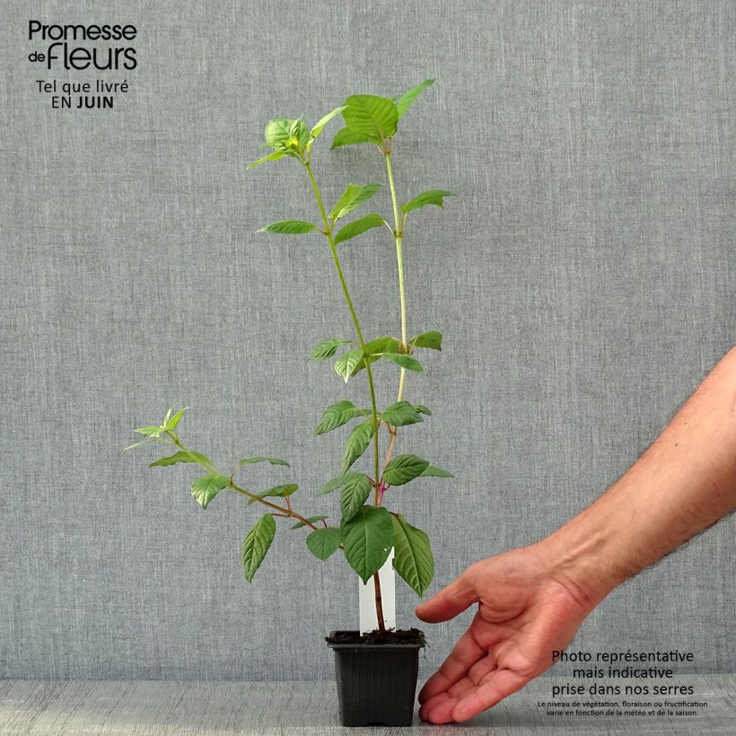 Exemplar von Fuchsia First Success Kleine Töpfe von 8/9 cm wie im Frühjahr geliefert