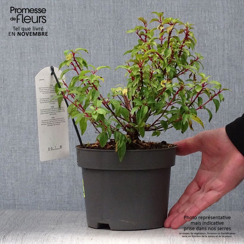 Example of Fuchsia magellanica Genii - Scharlach-Fuchsie Topf mit 2L/3L as you get in automne