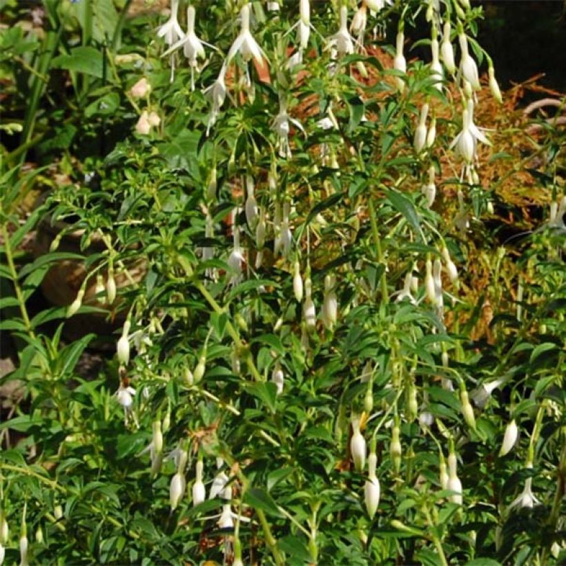 Fuchsia magellanica Hawkshead - Scharlach-Fuchsie (Foliage)