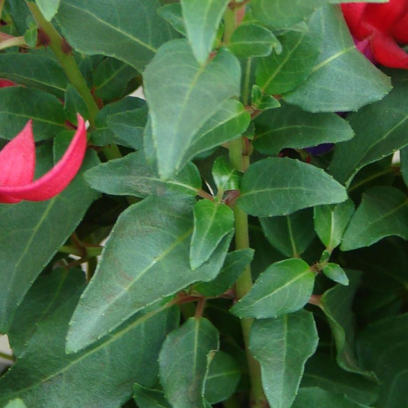 Fuchsia Marjory Blake (Foliage)