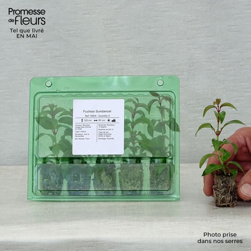Example of Fuchsia Sundancer Mini-Plug Ø 1,5/2,5 cm as you get in printemps