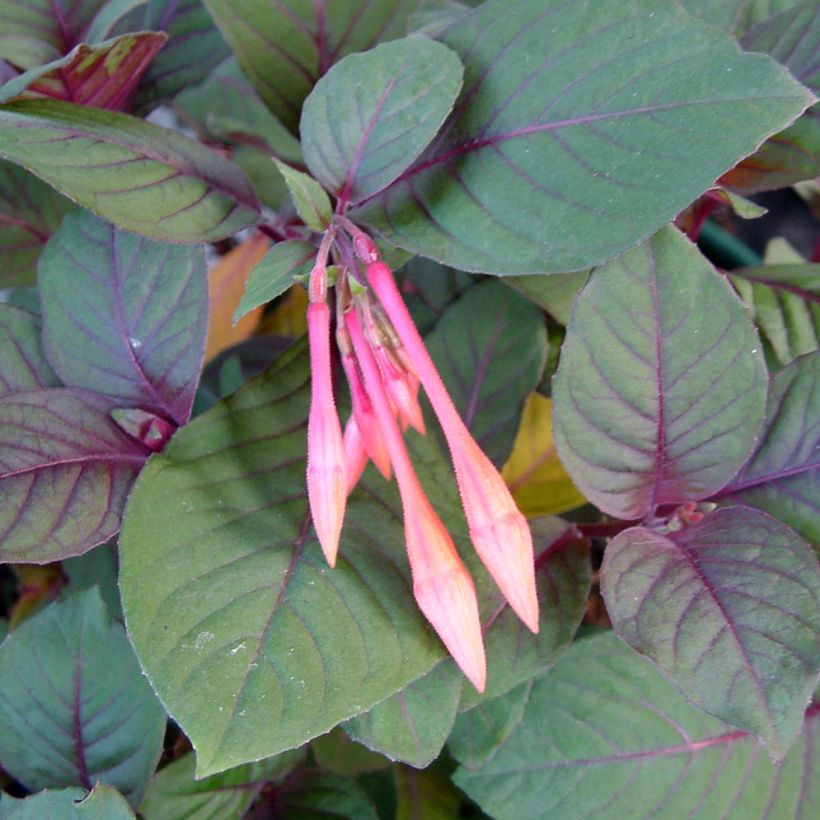 Fuchsia triphylla Thalia (Foliage)