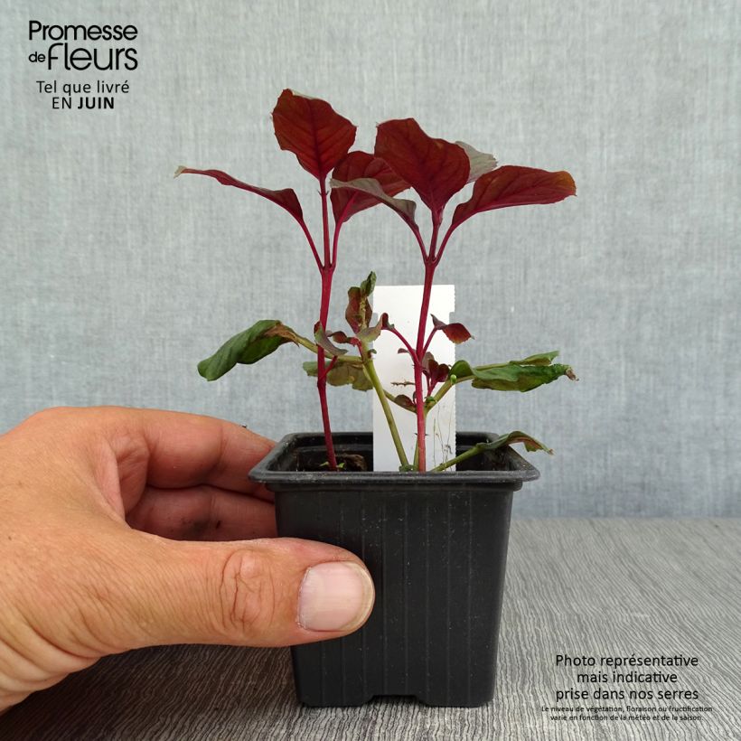 Example of Fuchsia Ting a Ling Kleine Töpfe von 8/9 cm as you get in ete