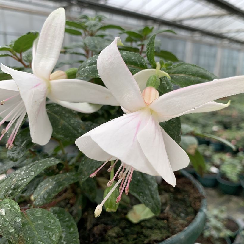 Fuchsia Ting a Ling (Flowering)