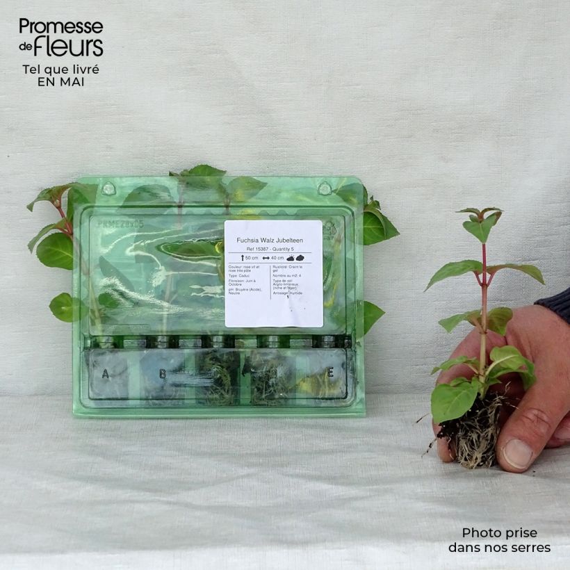 Example of Fuchsia Walz Jubelteen Mini-Plug Ø 1,5/2,5 cm as you get in printemps