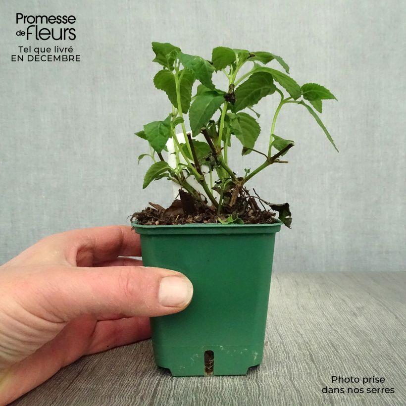 Exemplar von Kapfuchsie Croftway Yellow Sovereign - Phygelius aequalis Kleine Töpfe von 8/9 cm wie im Winter geliefert