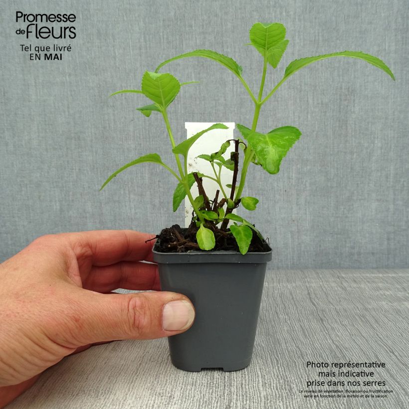 Exemplar von Kapfuchsie Yellow Trumpet - Phygelius aequalis Kleine Töpfe von 8/9 cm wie im Frühjahr geliefert