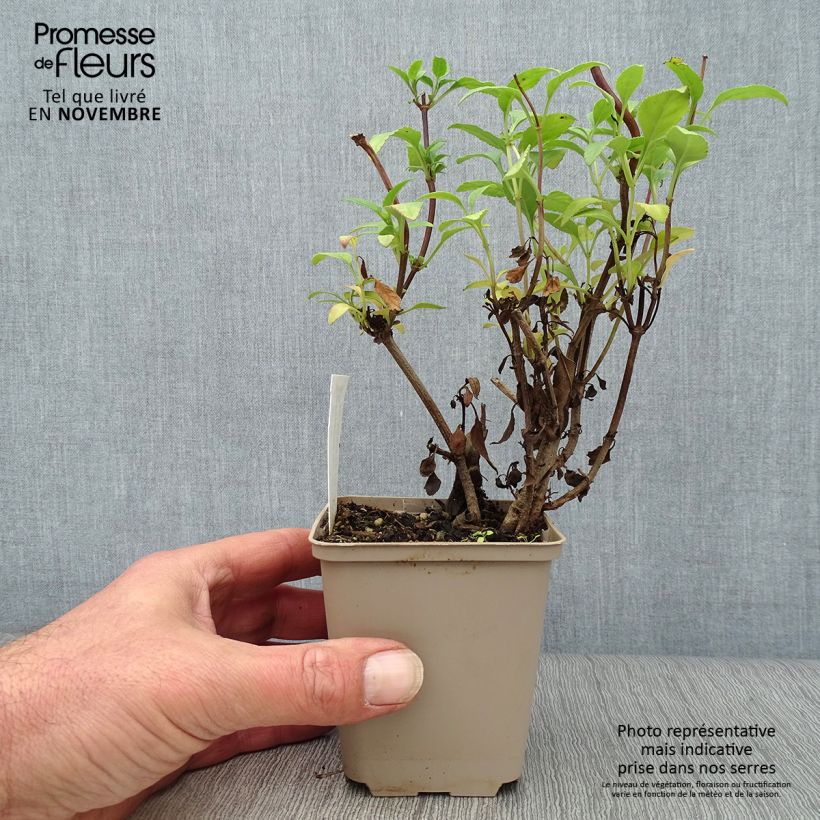 Example of Kapfuchsie African Queen - Phygelius rectus Kleine Töpfe von 8/9 cm as you get in automne