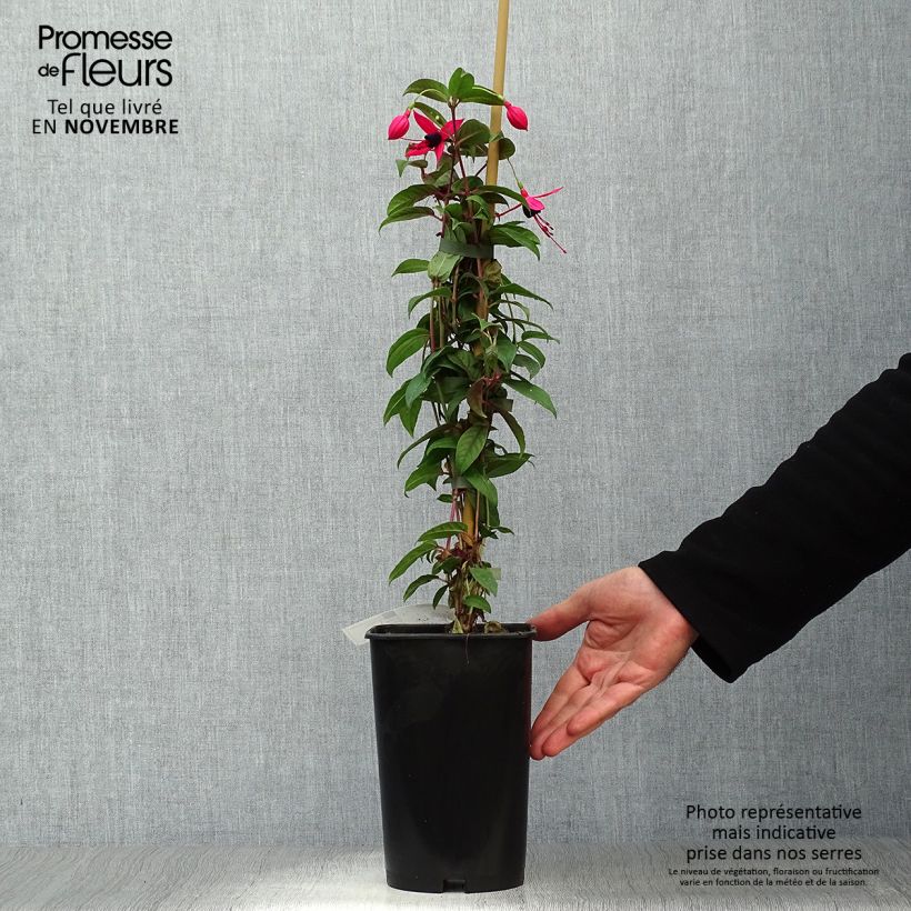 Example of Fuchsia Lady Boothby Topf mit 3L/4L as you get in automne