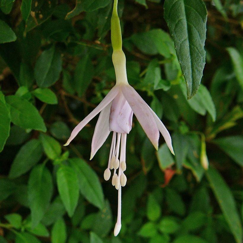 Fuchsia magellanica var. molinae - Scharlach-Fuchsie (Flowering)