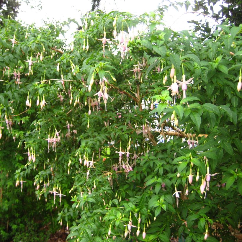 Fuchsia magellanica var. molinae - Scharlach-Fuchsie (Plant habit)