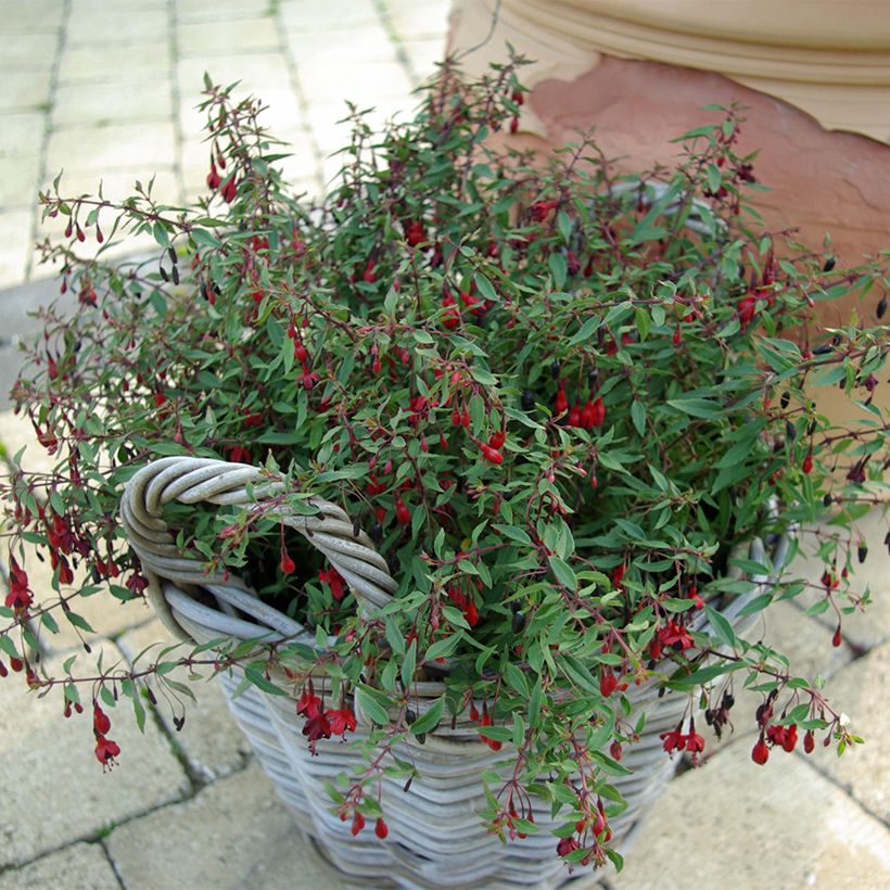 Fuchsia magellanica Pumila - Scharlach-Fuchsie (Plant habit)