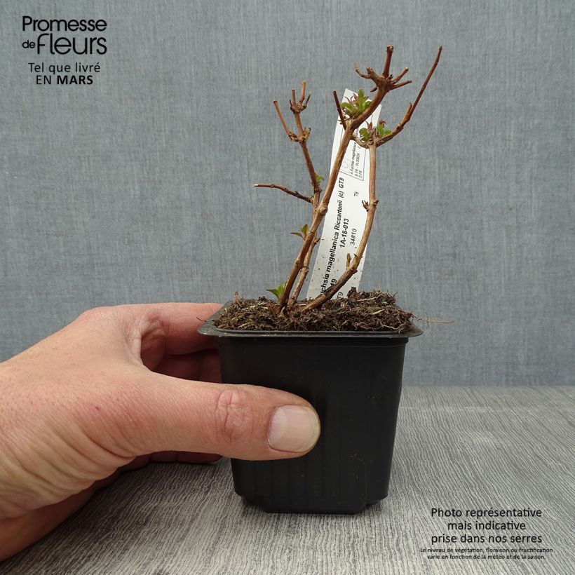 Exemplar von Fuchsia magellanica Riccartonii - Scharlach-Fuchsie Kleine Töpfe von 8/9 cm wie im Frühjahr geliefert