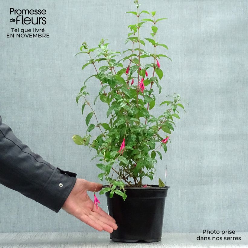 Example of Fuchsia magellanica Riccartonii - Scharlach-Fuchsie Topf mit 2L/3L as you get in automne
