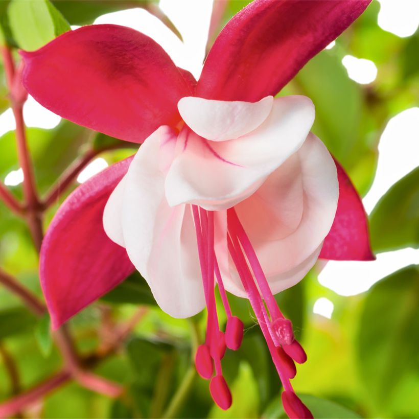 Fuchsia Snow Cap (Flowering)