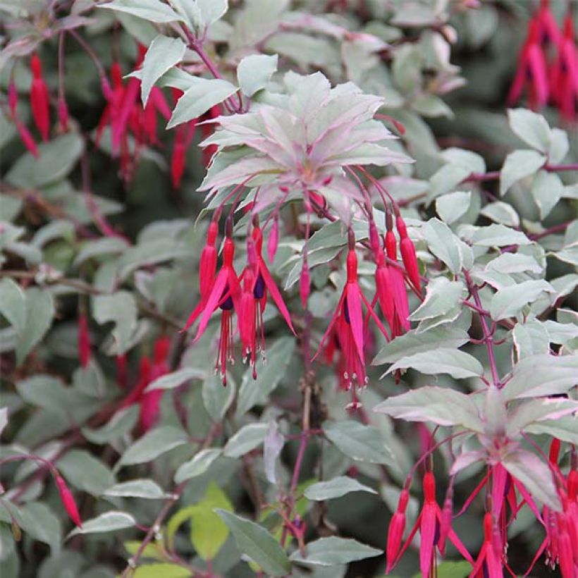 Fuchsia magellanica Versicolor - Scharlach-Fuchsie (Flowering)