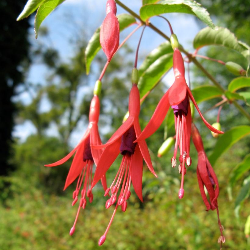 Fuchsia magellanica var. gracilis - Scharlach-Fuchsie (Flowering)