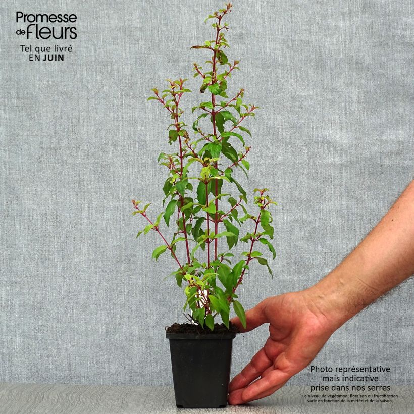 Example of Fuchsia magellanica var. gracilis Aurea - Scharlach-Fuchsie Kleine Töpfe von 7/8 cm as you get in ete