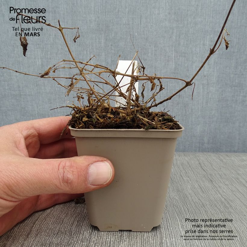 Exemplar von Fuchsia magellanica var. gracilis Aurea - Scharlach-Fuchsie Kleine Töpfe von 7/8 cm wie im Winter geliefert