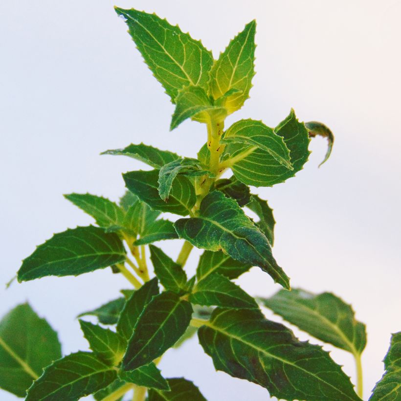 Fuchsia magellanica var. molinae - Scharlach-Fuchsie (Foliage)