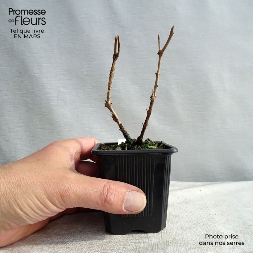 Exemplar von Fuchsia magellanica var. gracilis - Scharlach-Fuchsie Kleine Töpfe von 8/9 cm wie im Frühjahr geliefert