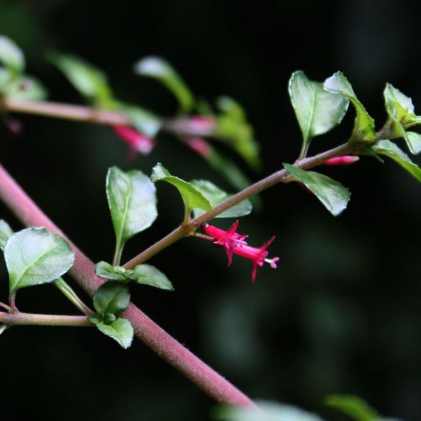 Fuchsia microphylla subsp. hemschleiana ssp. hemschleiana (Flowering)