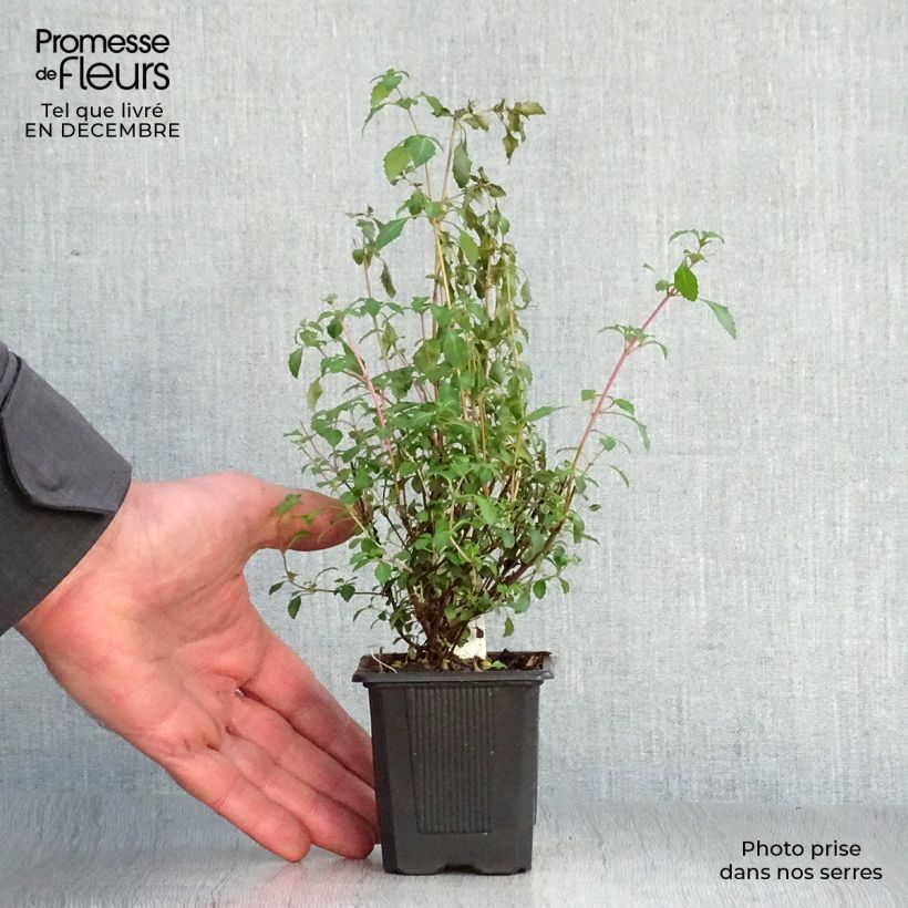 Exemplar von Fuchsia microphylla subsp. microphylla Kleine Töpfe von 8/9 cm wie im Winter geliefert