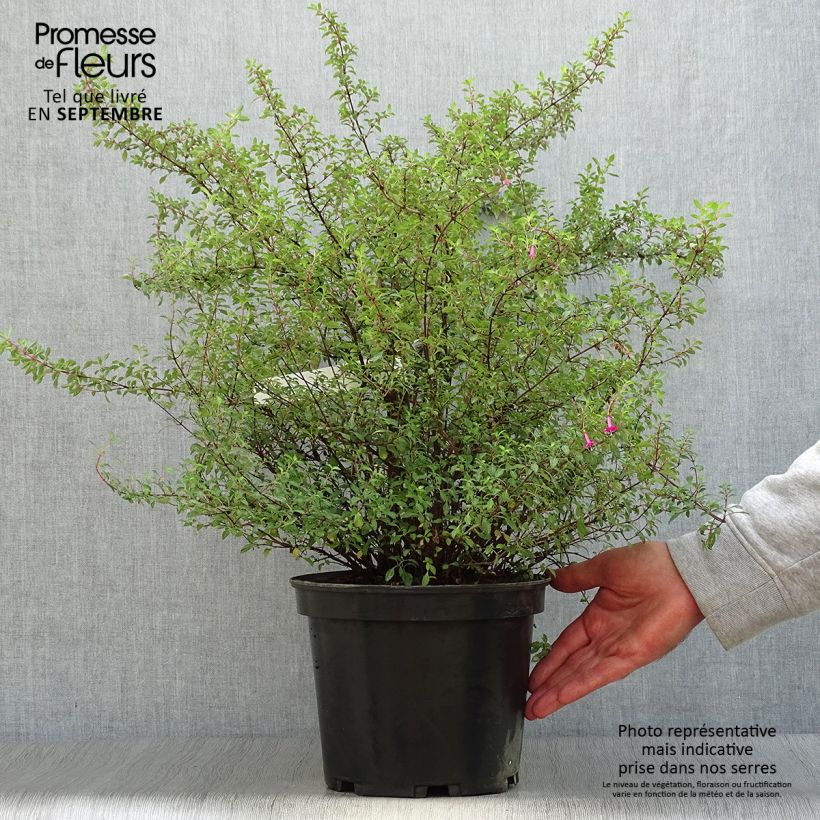 Example of Fuchsia microphylla subsp. microphylla Topf mit 4L/5L as you get in automne