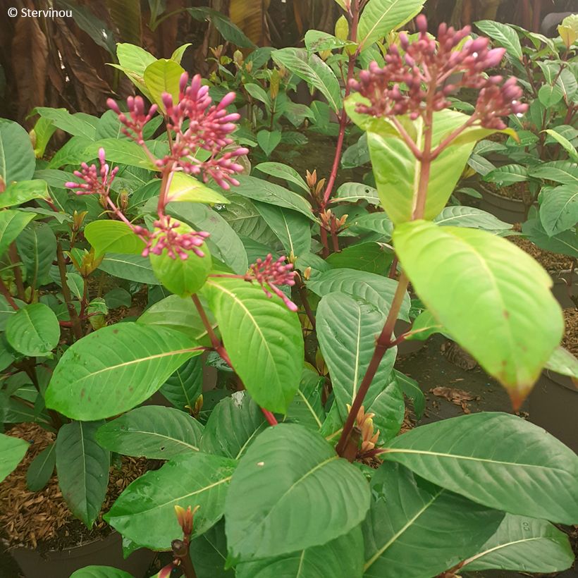 Fuchsia paniculata - Baumfuchsie (Foliage)
