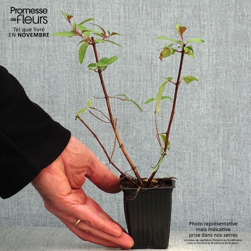 Example of Fuchsia regia Reitzii Kleine Töpfe von 7/8 cm as you get in automne
