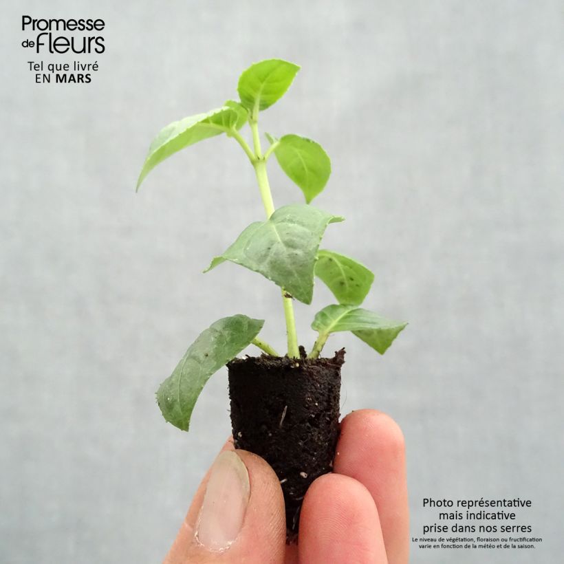 Example of Fuchsia Fuchsia Bella Rosella Mini-Plug Ø 1,5/2,5 cm as you get in printemps